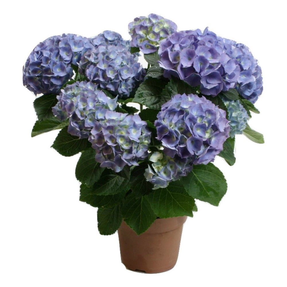 hortensia-blue planta de gradina